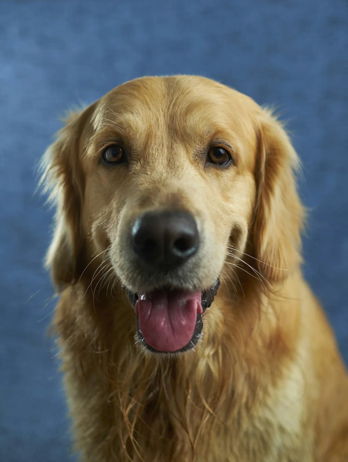 A golden retriever portrait photo to animate with Picture to Video AI